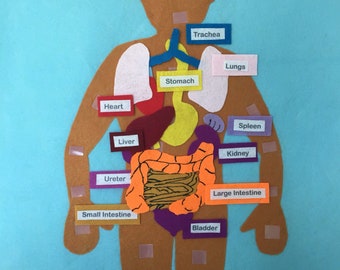 Anatomy/Skeleton/Organ Felt With Labels/Flannel Board/My Body/Science/human bone organs/felt story/human/educational/ montessori/human body/