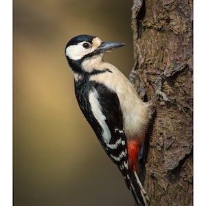 Dzięcioł duży - Fine Art Wildlife Photograph