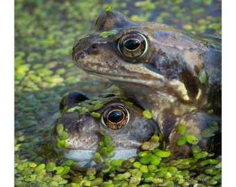 Common Frogs - Fine Art Wildlife Photograph