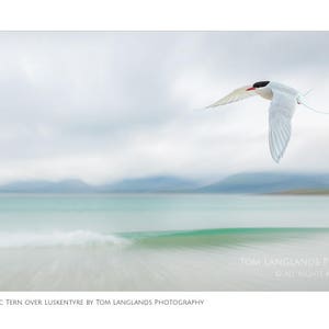 Arctic Tern over Luskentyre - Fine Art Wildlife Photograph