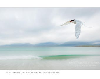 Arctic Tern over Luskentyre - Fine Art Wildlife Photograph