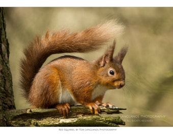 Red Squirrel - on Branch - Fine Art Wildlife Photograph