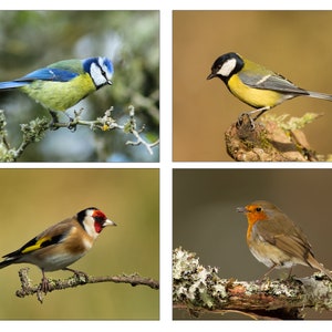 Garden Birds (UK) - Set of 4 High Quality Photographs of British garden birds - sized (7x5ins or 10x8 ins) to suit standard mounts/frames.