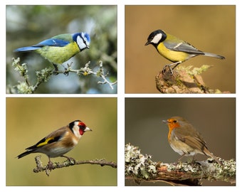 Garden Birds (UK) - Set of 4 High Quality Photographs of British garden birds - sized (7x5ins or 10x8 ins) to suit standard mounts/frames.