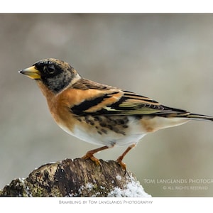 Brambling - Fine Art Wildlife Photograph
