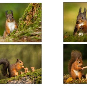 Red Squirrels - Set of 4 High Quality Photographs of red squirrels - sized (7x5ins or 10x8 ins) to suit standard mounts/frames.