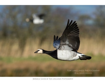 Barnacle Goose in Flight - Fine Art Wildlife Photograph