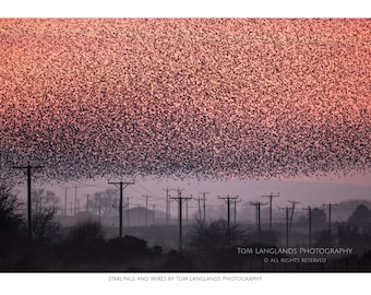 Starlings and Wires - Fine Art Wildlife Photograph