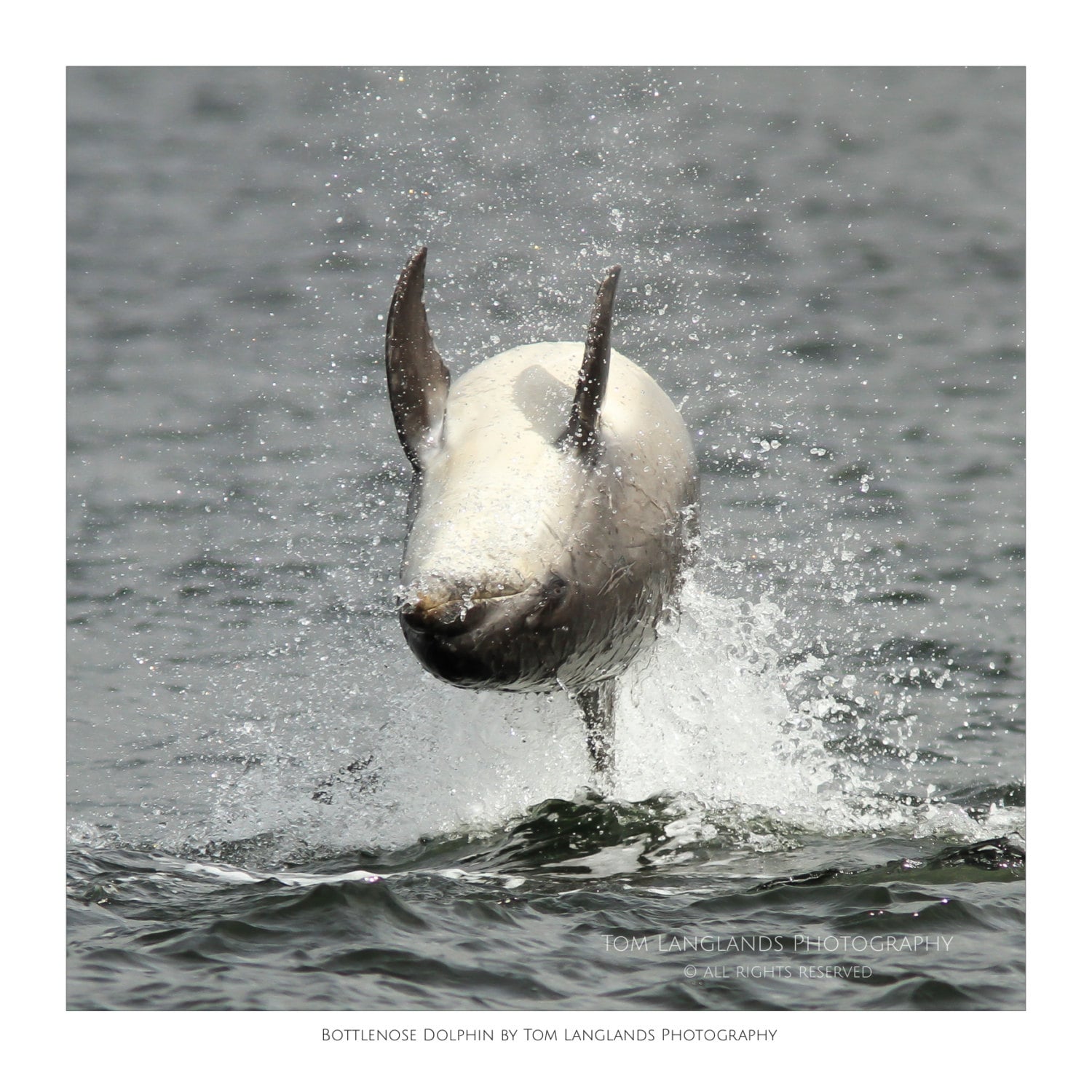 Bottlenose Dolphin Fine Art Wildlife Photograph - Etsy