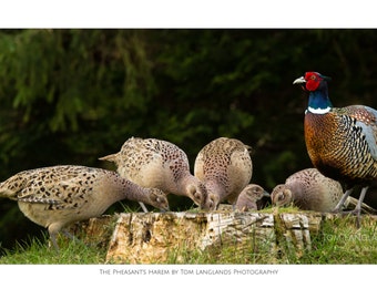 The Pheasant's Harem - Fine Art Wildlife Photograph