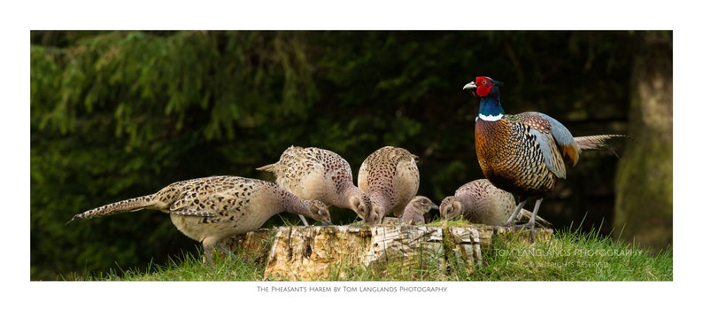 The Pheasant's Harem Fine Art Wildlife Photograph image 1