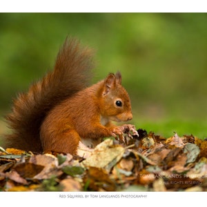 Red Squirrel - Autumn Leaves - Fine Art Wildlife Photograph