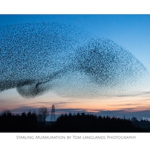 Starling Murmuration - Fine Art Wildlife Photograph