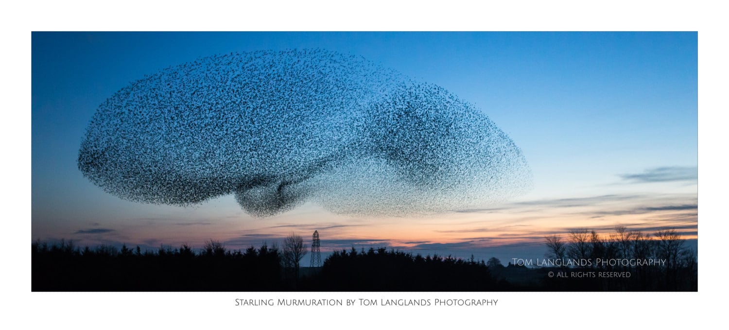 Starling Murmuration - Fine Art Wildlife Photograph