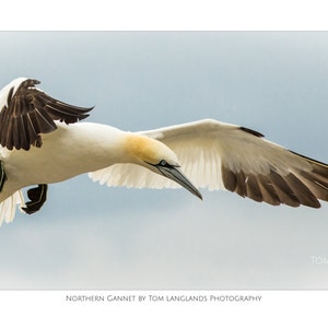 Northern Gannet in Flight - Fine Art Wildlife Photograph