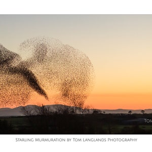 Starling Murmuration - Fine Art Wildlife Photograph
