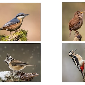 May include: A collage of four images featuring different bird species. The top left image shows a brown and blue bird perched on a branch. The top right image shows a brown bird with a long beak singing on a branch. The bottom left image shows a brown and white bird with a crest on its head perched on a branch covered in snow. The bottom right image shows a black and white woodpecker with a red belly perched on a tree trunk.