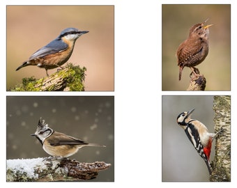 Woodland Birds (UK) - Set of 4 High Quality Photographs of British woodland birds - sized (7x5ins or 10x8 ins) to suit standard mount/frames