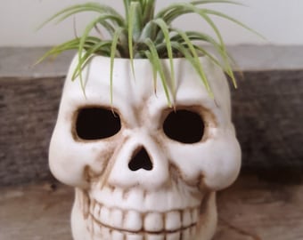 Cool Skull planter holding a Air Plant Live plant man cave gift scary skull