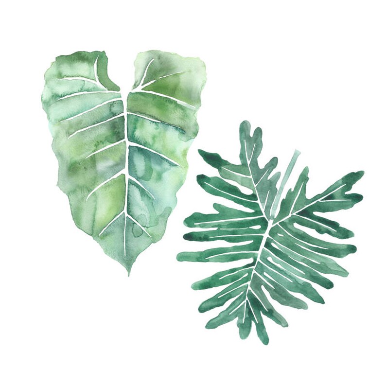 May include: Two watercolor illustrations of green leaves. The first leaf is heart-shaped with a prominent vein running down the center. The second leaf is more elongated with a jagged edge and a central vein.