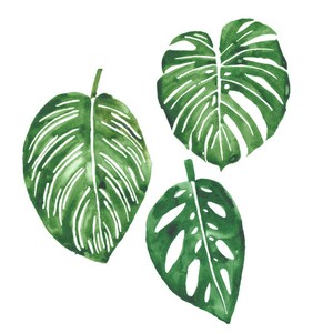 Op de afbeelding: Drie aquarel illustraties van groene tropische bladeren. De bladeren zijn getekend in een realistische stijl met gedetailleerde nerven en texturen.