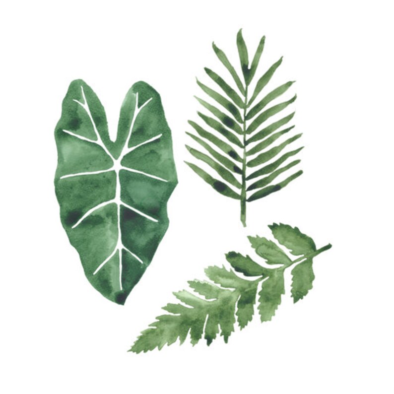 Op de afbeelding: Waterverf schilderij van drie groene bladeren. De bladeren zijn in verschillende vormen en maten, en ze zijn allemaal geschilderd in een realistische stijl.