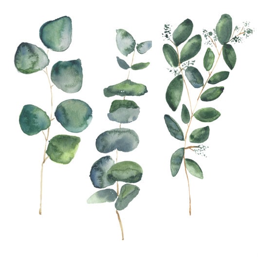 Eucalyptus Leaves Watercolor Clip Art Digital Graphics 600dpi Png ...