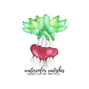 Puede incluir: Ilustración de acuarela de un manojo de rábanos rojos con hojas verdes. Los rábanos tienen forma de corazón y raíces. El texto "watercolor radishes 300DPI CLIP ART PNG FILES" está debajo de la imagen.