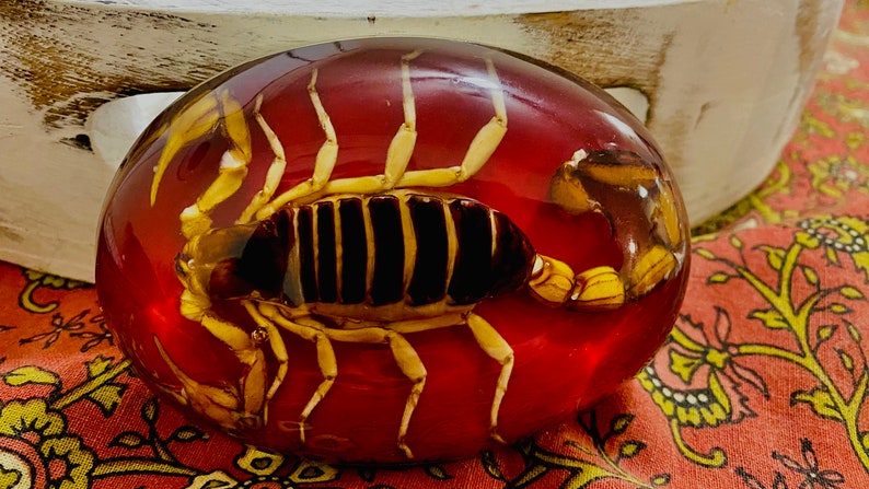 May include: A red resin paperweight containing a preserved scorpion. The scorpion is yellow and black with long legs.