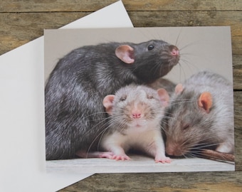 Peut inclure: Trois rats, un noir et deux gris, sont blottis ensemble. Le rat noir est en haut, la tête tournée sur le côté et ses moustaches visibles. Les deux rats gris sont en dessous, l'un regardant directement la caméra et l'autre regardant vers le bas.