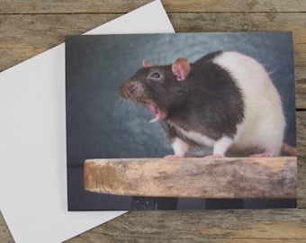 Peut inclure: Un rat noir et blanc avec une tache blanche sur la poitrine se tient sur une surface en bois. Le rat a la bouche ouverte et semble bâiller.