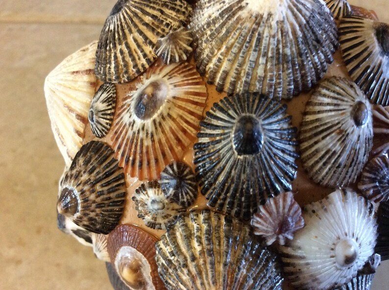 REDUCED Shell Encrusted Ball Opihis of Every Size and Color | Etsy