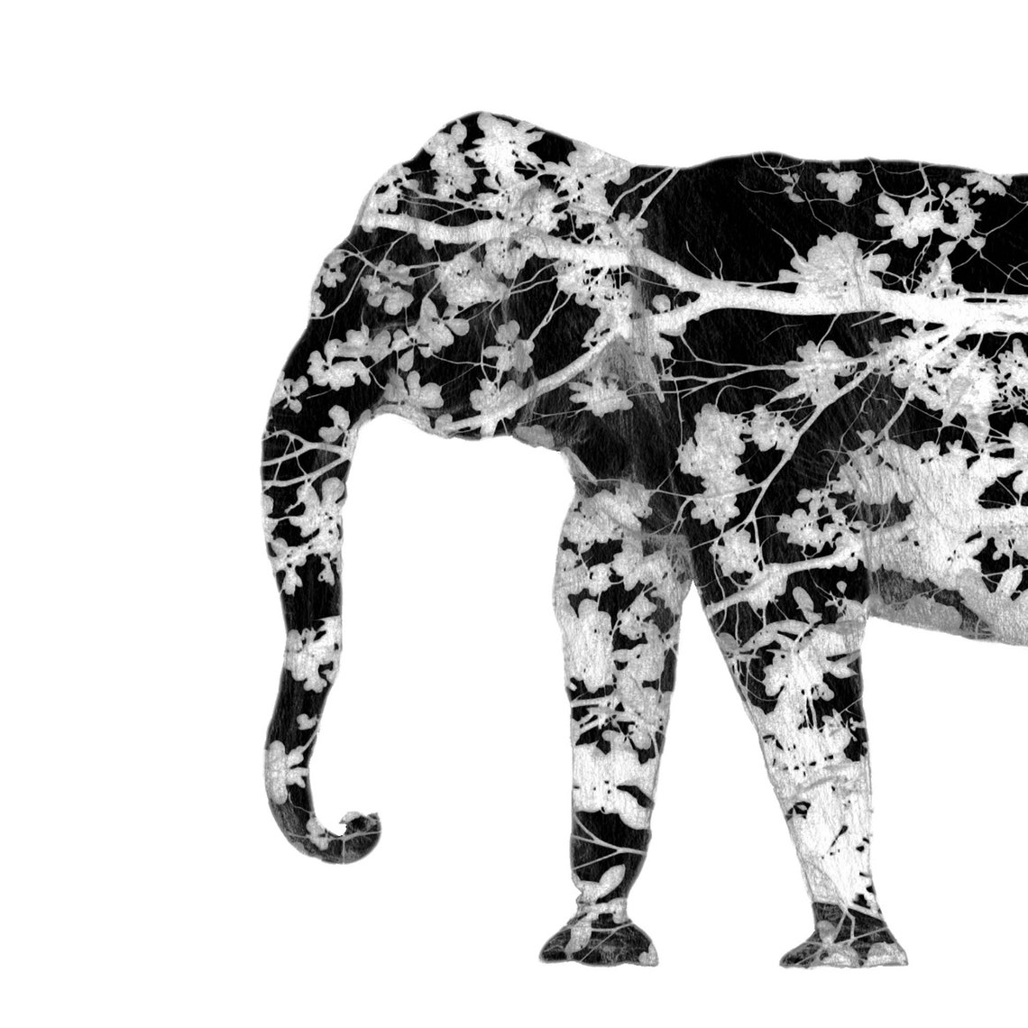 Elephant Print Black and White Art Prints Download 5x5 Art Etsy Sweden