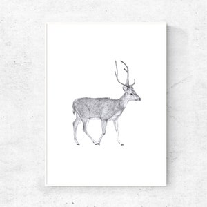 Deer sketch print, pencil sketch art, printable pencil sketch,  deer wall art print, downloadable sketch art, 4x6, 5x7 print, 12x16 print
