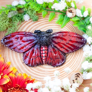 large moth brooch in red / black - Moth - Moth