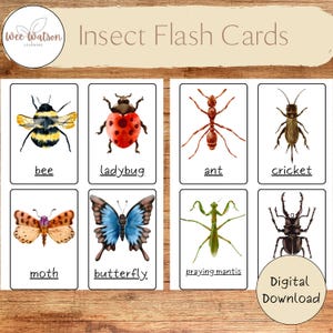 昆虫フラッシュカード：幼児向け水彩画昆虫学習（デジタルダウンロード）