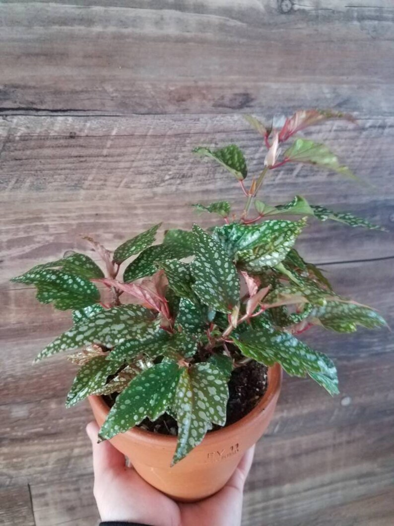 Plant of the month Club buy 5 months get one free sent Plant of the month Club buy 5 months get one free sent