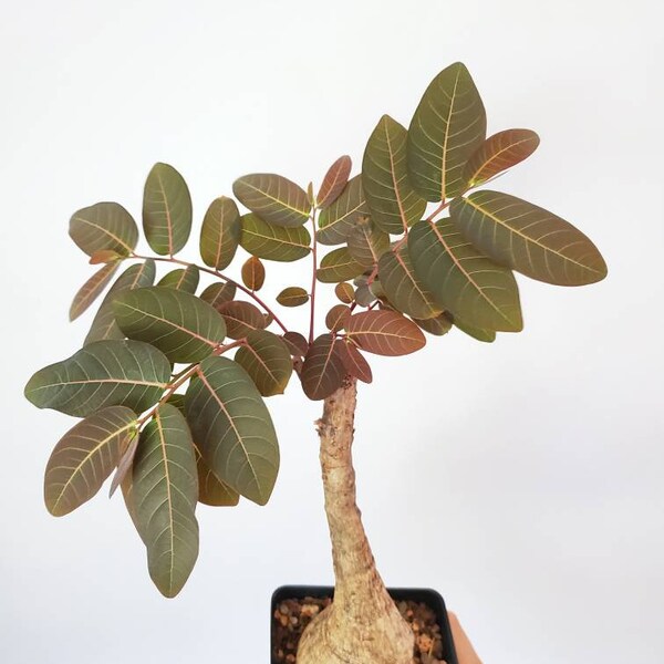 Phyllanthus mirabilis * caudex plant