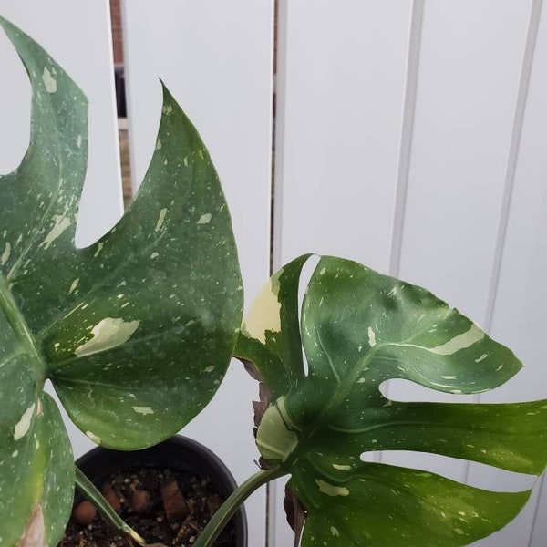 Monstera thai constellation