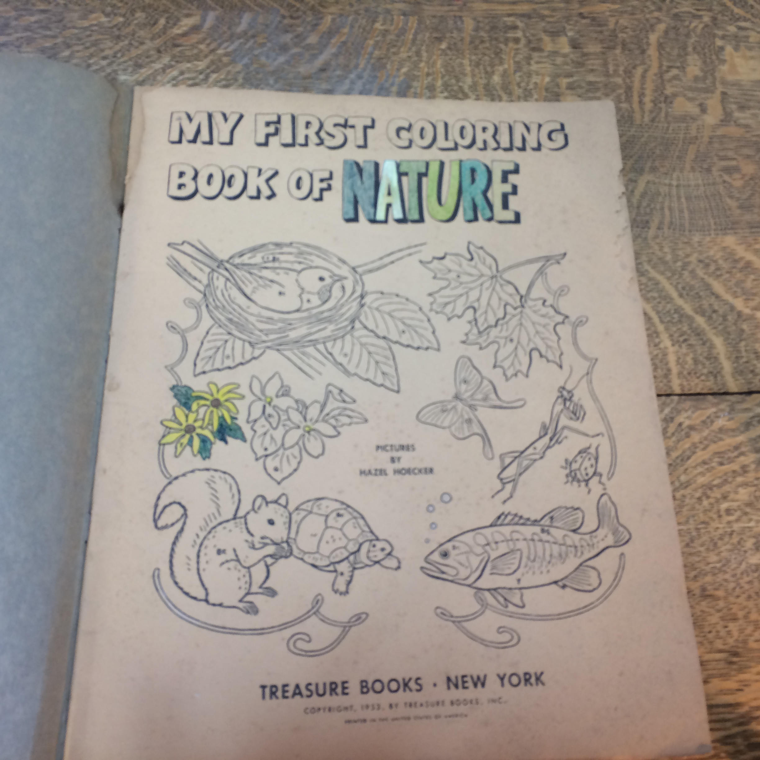 My First Coloring Book of Nature Treasure Books VTG 1953 USA Etsy Canada