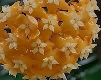 Rare Hoya ilagiorum Yellow in 4&quot; Pot | Free Phytosanitary Certificate | Vibrant Yellow Blooms | Rooted & Healthy | Worldwide Shipping