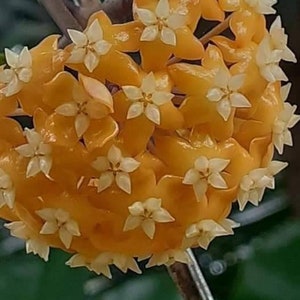Rare Hoya ilagiorum Yellow in 4" Pot | Free Phytosanitary Certificate | Vibrant Yellow Blooms | Rooted & Healthy | Worldwide Shipping