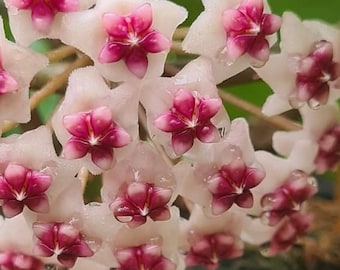 Obovata Variegated (Hoya) / Phyto Cer. (Random)