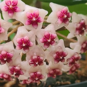 Obovata Variegated (Hoya) / Phyto Cer. (Random)