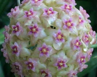 Glabra Alex (Hoya) / Phyto Cer. (Random)