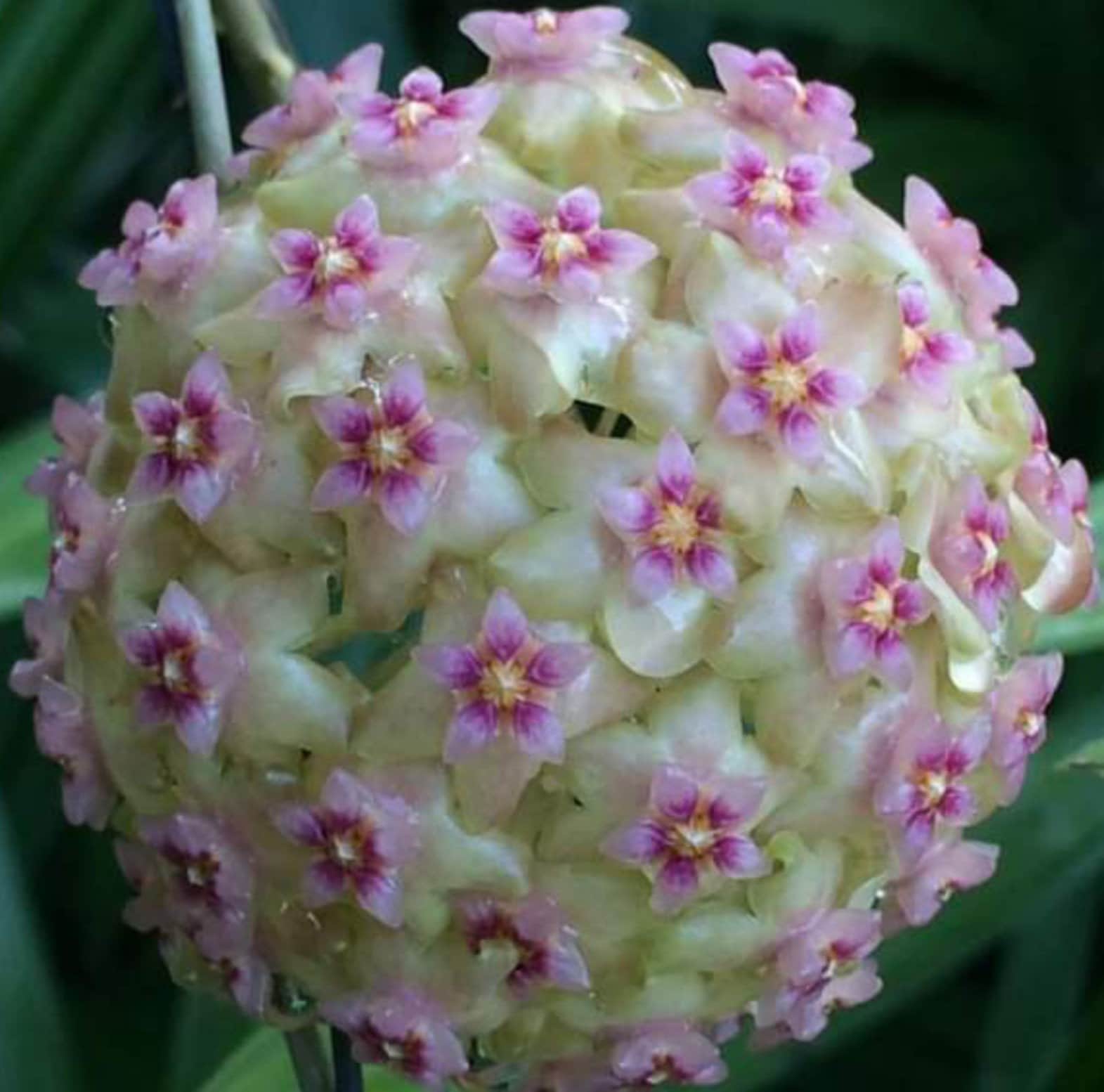 Hoya glabra - Etsy 日本