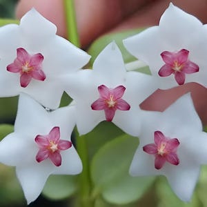 Chinghungensis (Hoya) / Phyto Cer. (Random)