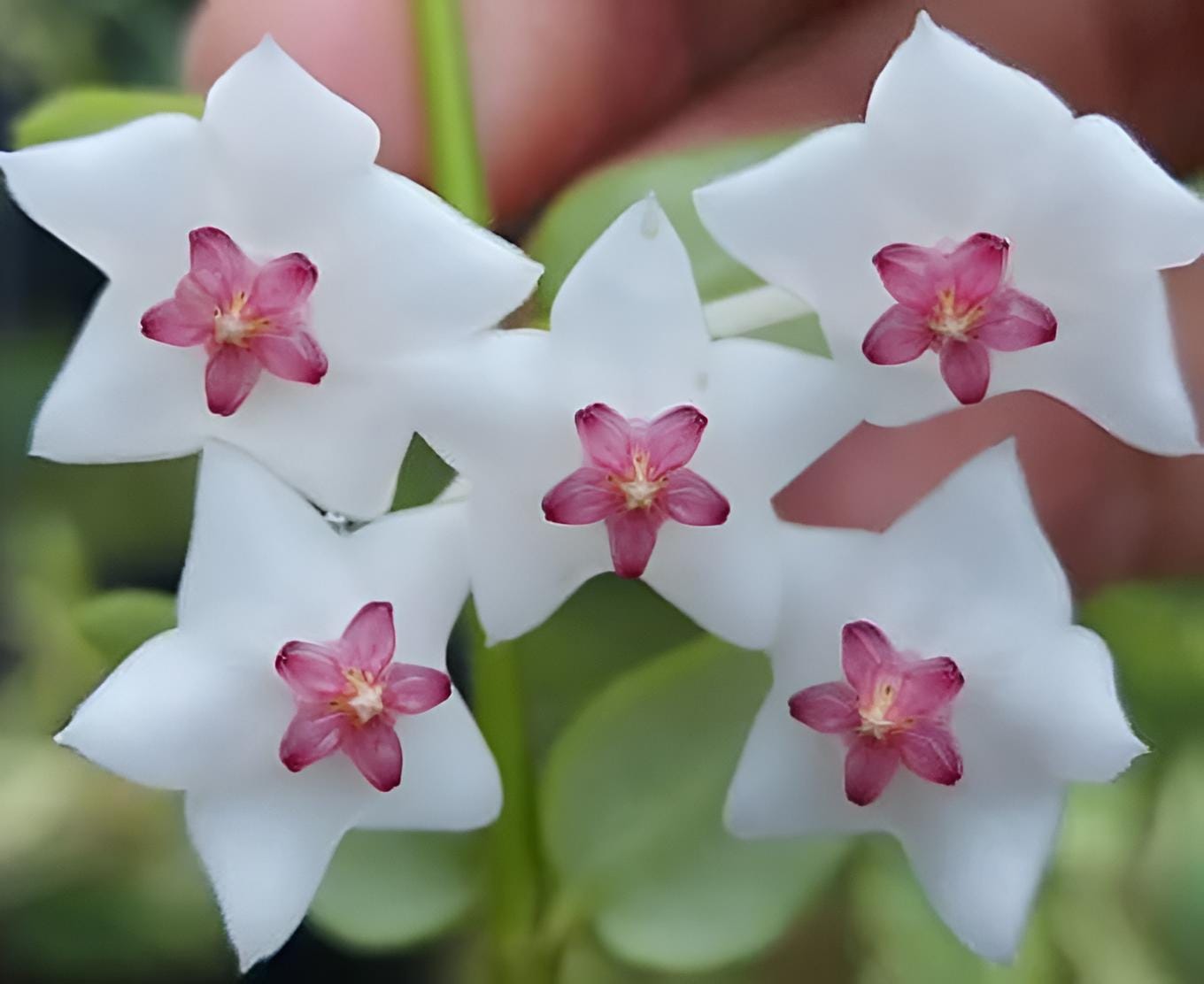Hoya chinghungensis - Etsy 日本