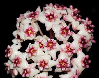 Sweet Scent (Hoya) / Phyto Cer. (Random)