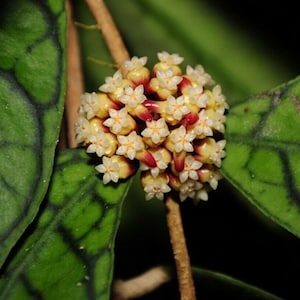 Callistophylla (feuille courte) (Hoya) / Phyto Cer. (Aléatoire)